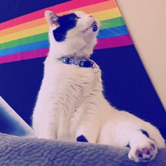 Sassyfeline