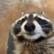 raccoon vibes