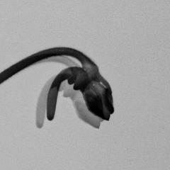 Underground Blossoms