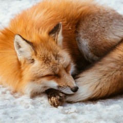🦊The Small Fox🦊