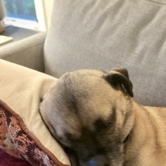 milo