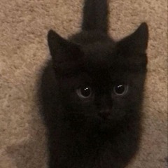 scout