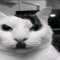 bgng