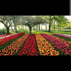 Basma