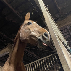 A_Chill_Equestrian
