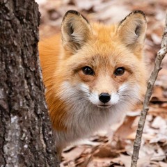 🌸°{mel_bel}°🌸