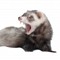 LethalFerret