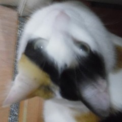 pavlo