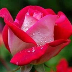 امل المنياوي