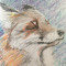 LittleFox