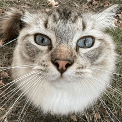 nibbleFL