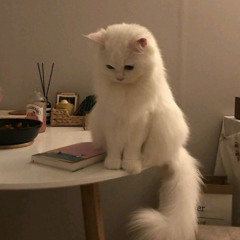 Remy