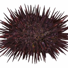 Hippopotomonstrosesquippedaliophobia