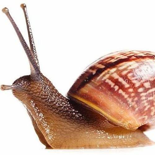 snail’s avatar