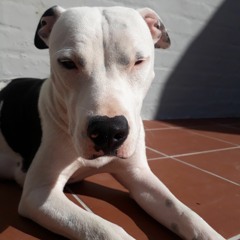 Neels De Coning