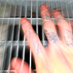JIJI HARDY