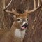 BallistaTheDeer