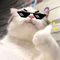 angelina ʕっ•ᴥ•ʔっ