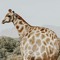 giraffelover21