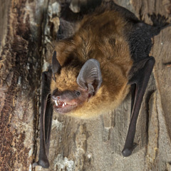 IravuTheBat