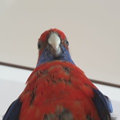 Zadrob
