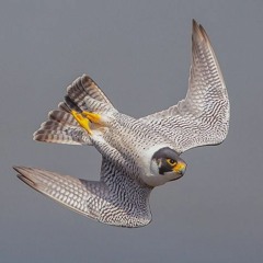 Sascha the peregrine falcon