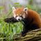 Red Panda