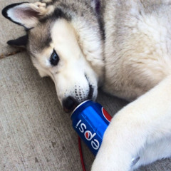 polar_bear