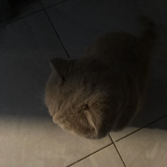 swif