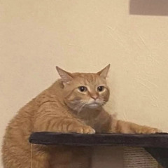 Hehe