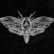 Moth