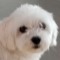 개씨 DogTL