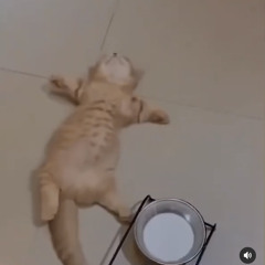 takkun