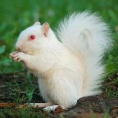 albinoSQUIRREL