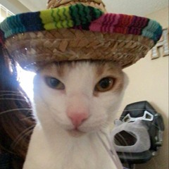 mexican cat