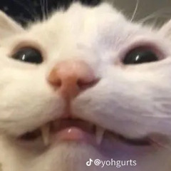 Hoodi_Dragn