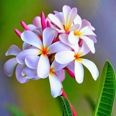 Mohamed Elshazly