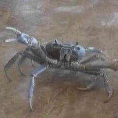 SpürenSieEsMrKrabs