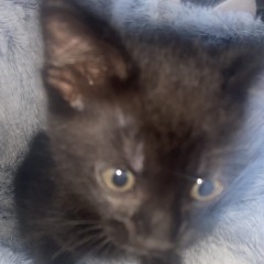 Jophopp