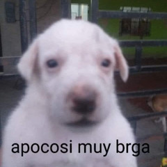 Sama