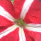 User 411070202