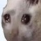 Xartex