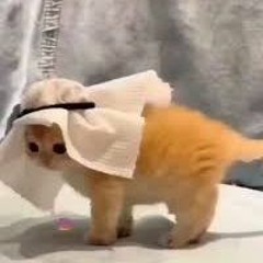 𝖘𝖜𝖆𝖌𝖌𝖆