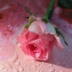 خالد رمضان
