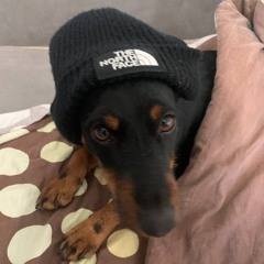 Lovitq