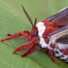 bruno moth