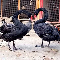 Госпожица Стефани