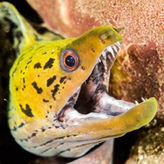 Gustav