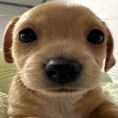 ‎