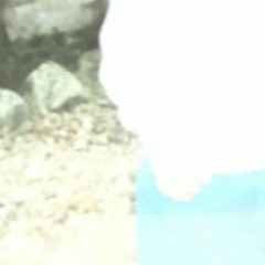 shy